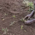 Update on school construction in September – PMCO Uganda e.V.