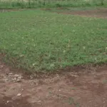 Update on school construction in October – PMCO Uganda e.V.